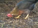 31403_chicken2.jpg
