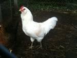 31403_chicken3.jpg