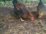 31403_chicken4.jpg