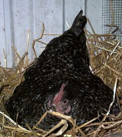 31406_broody_hen.jpg