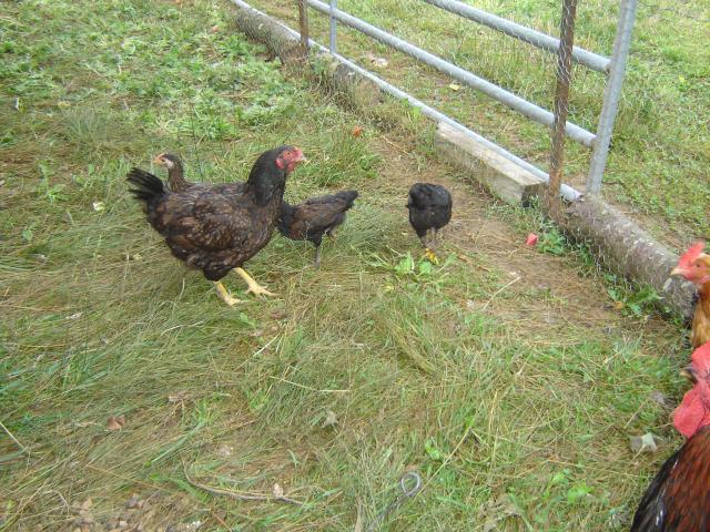 31407_chickens_002.jpg