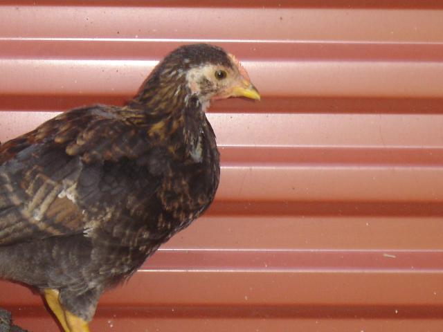 31407_chickens_017.jpg