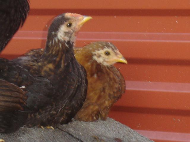 31407_chickens_019.jpg