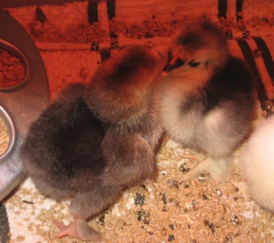 31488_bantams.jpg