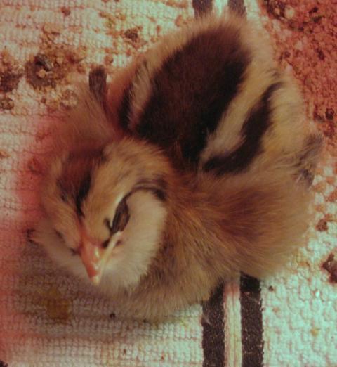 31488_chippy_chick.jpg