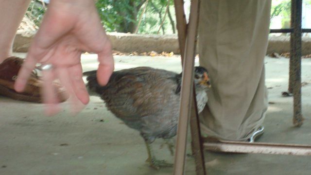 314_1pullet2.jpg