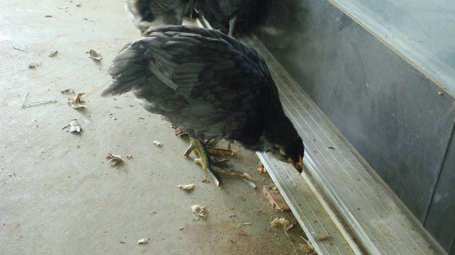 314_3pullet1.jpg