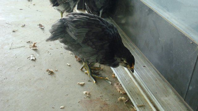 314_3pullet2.jpg