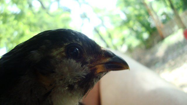 314_3pullet4.jpg