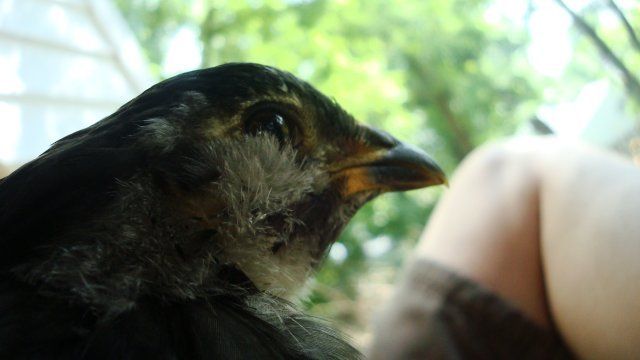 314_3pullet5.jpg