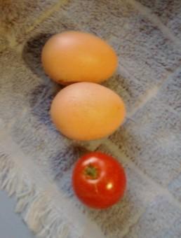 31583_first_two_eggs.jpg