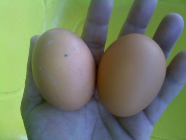 31607_eggs.jpg