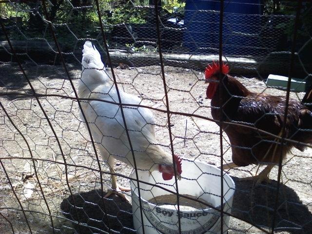 31631_chick_close_up.jpg