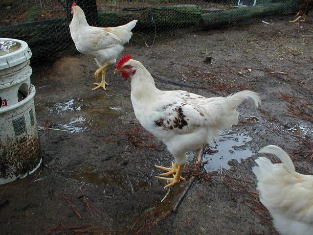 31631_chickens_109.jpg