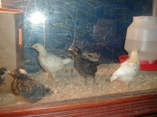 31631_p1010003.jpg