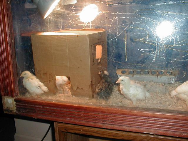 31631_p1010005.jpg