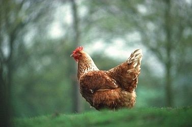 31640_chickens2.jpg