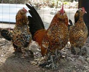 31666_duccle_parent_trio.jpg