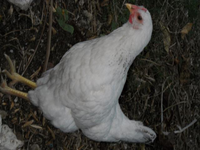 31679_hen_or_roo_131.jpg