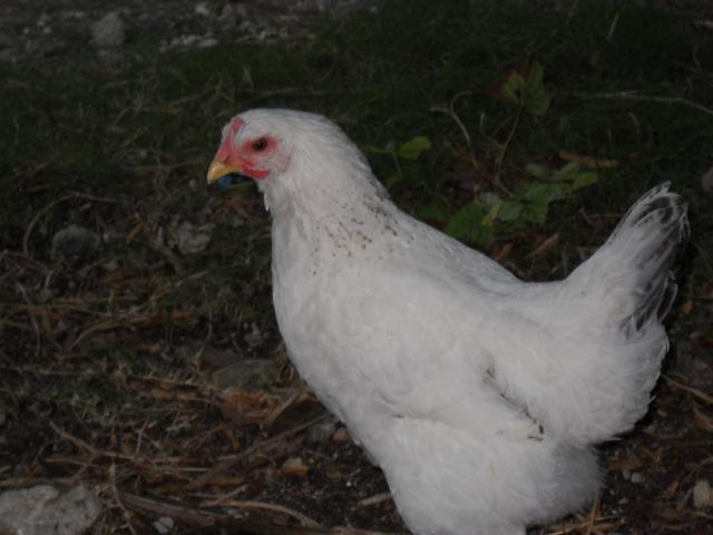 31679_hen_or_roo_132.jpg