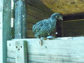 31685_barred_rock_age.jpg