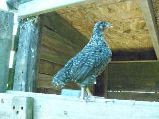 31685_barred_rock_age_3.jpg