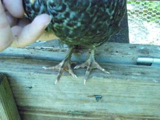 31685_barred_rock_feet.jpg
