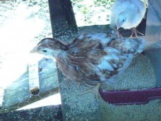 31685_cinnamon_queen_age_3.jpg