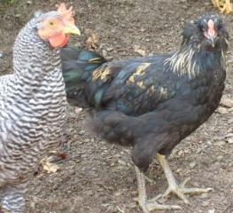 31692_blackchicken.jpg