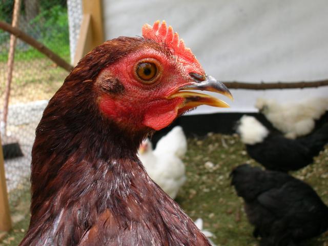 31694_rir_cockerel.jpg