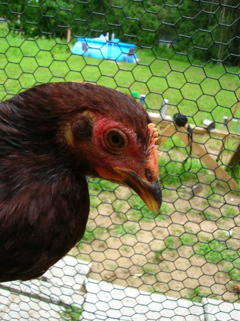 31694_rir_pullet.jpg