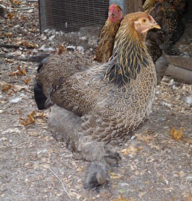 Brahma hens and roos - Partridge, Light, and other colors