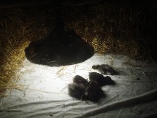 31726_sleeping.jpg