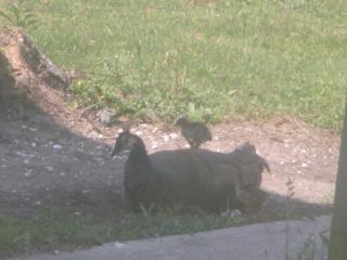 31735_chicks_011.jpg