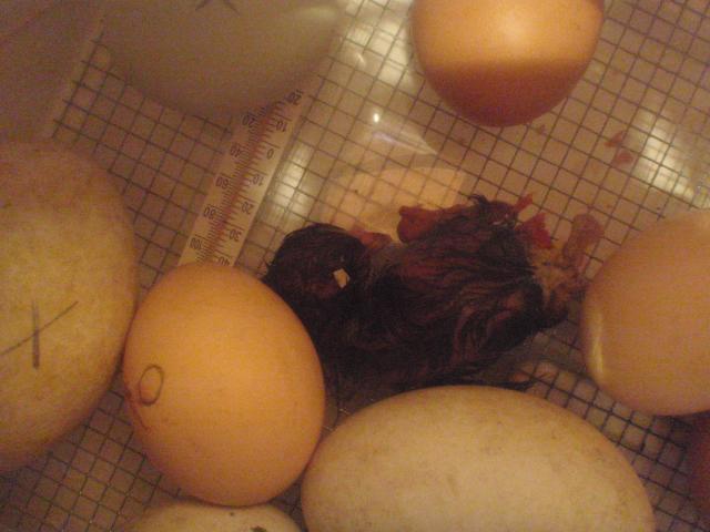 31736_new_hatched_chick_009.jpg