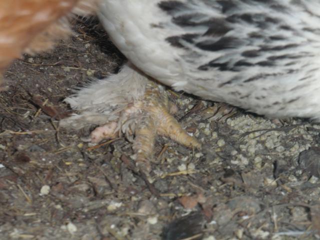 31736_scaley_leg_015.jpg