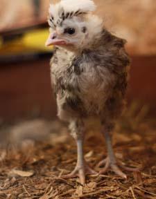 31758_chick_02.jpg
