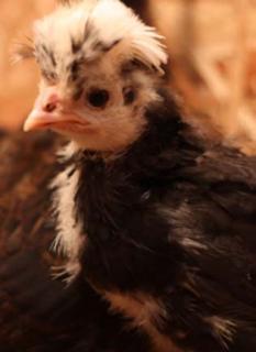 31758_chick_04.jpg