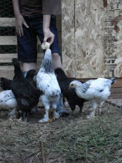 31758_chickens_139.jpg