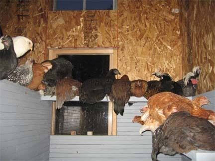 31758_chickens_on_roost_12_jpg.jpg