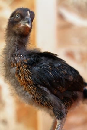 31758_chicks_01.jpg