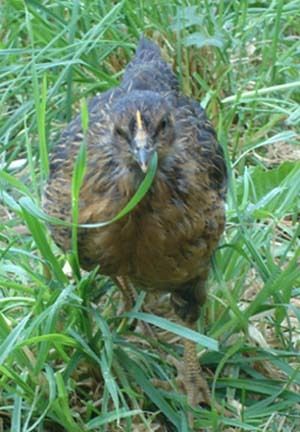 31758_eating_grass.jpeg