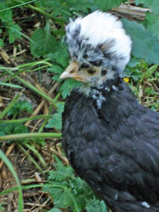 31758_rocker_chick.jpg