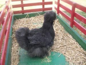 31774_black_silkie_resized.jpg