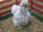 31774_lavender_silkie_resized.jpg