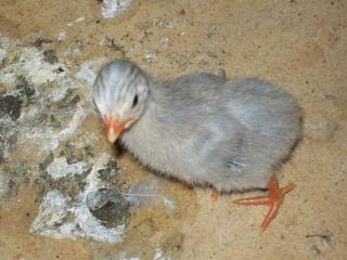 31774_matts_chickens_016.jpg