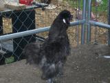31774_matts_chickens_032.jpg