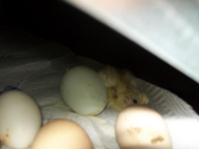 31774_matts_incubator_pics_003.jpg
