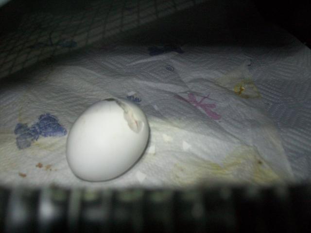 31774_matts_incubator_pics_004.jpg