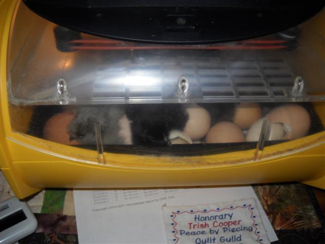 31787_brinsea_hatch_-_032811_095_small.jpg